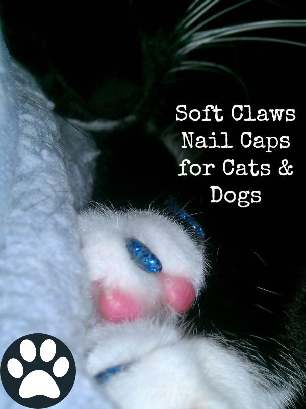 Black and white tuxedo cat with blue glitter Soft Paws on.